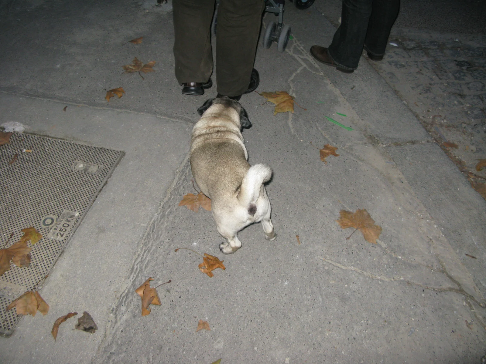 French pug!