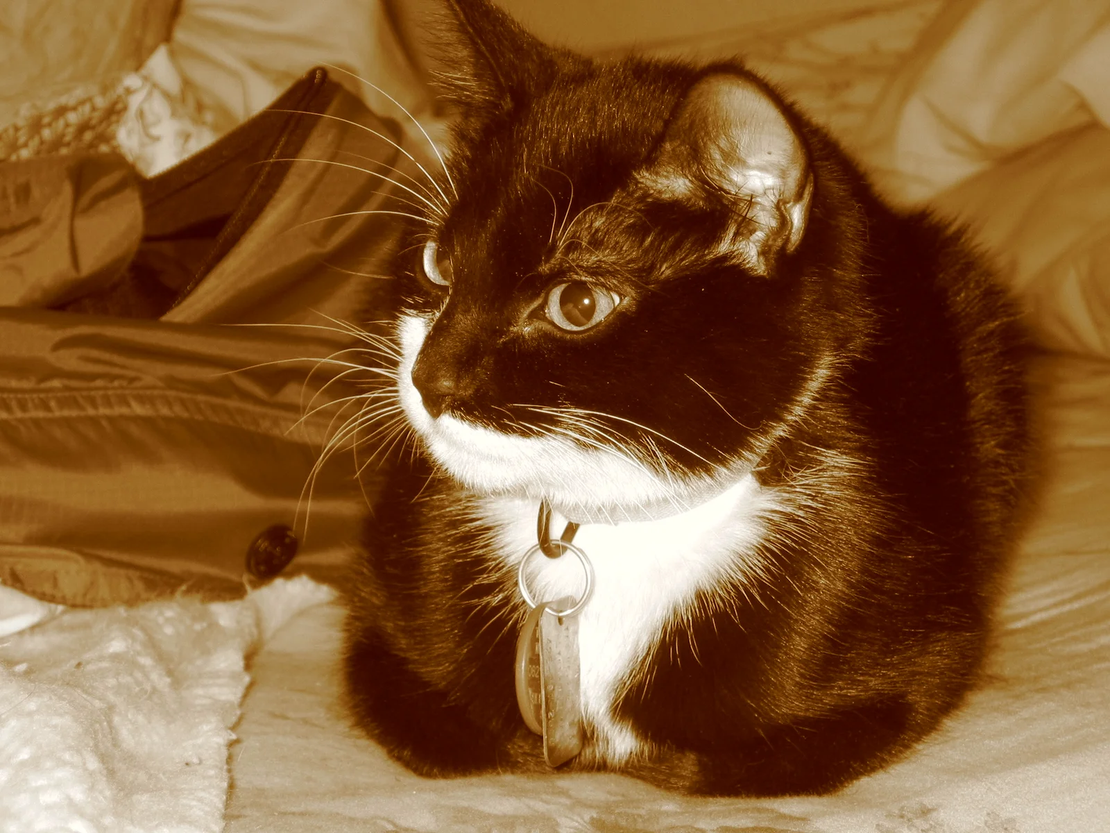 Young Model