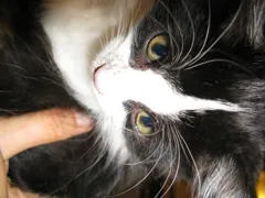 Mel