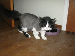 mel