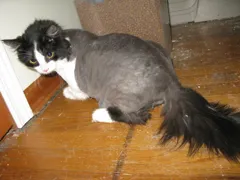 mel, shaved kitty.