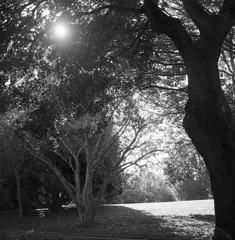 Trees at the Ballard Locks